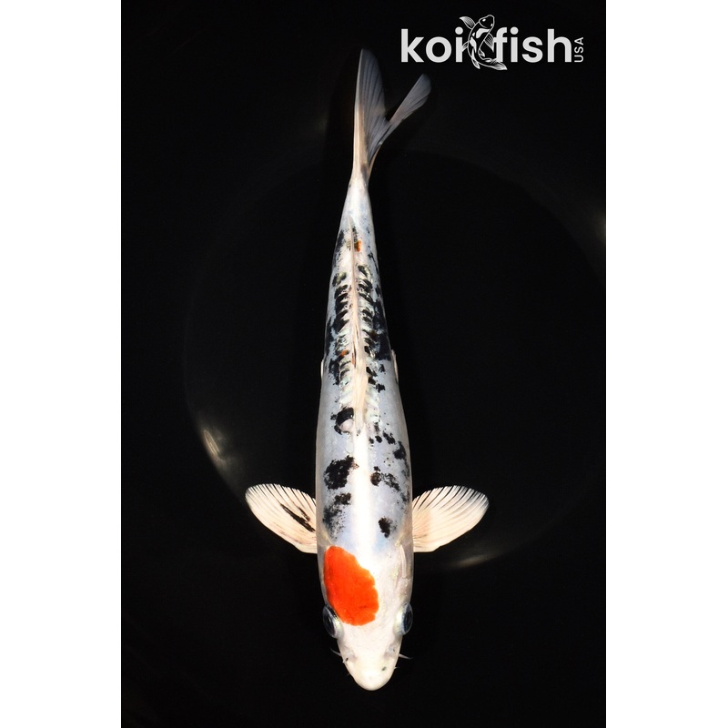 8.75" MARUTEN HEISI NISHIKI
