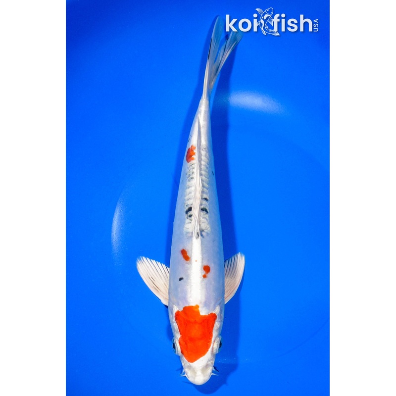 8.75" TANCHO HEISEI NISHIKI