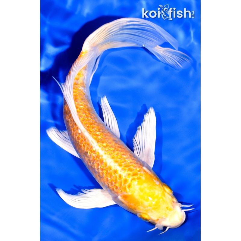 8" GINRIN HARIWAKE BUTTERFLY