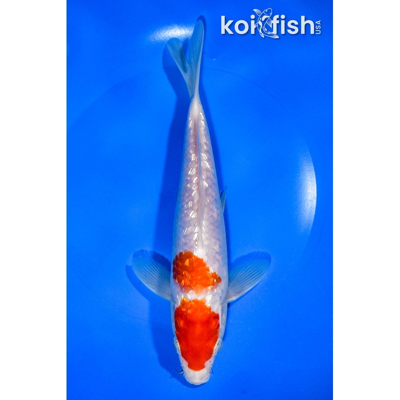 8" GINRIN MARUTEN KOHAKU