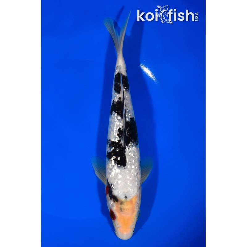 8" GINRIN SHIRO BEKKO