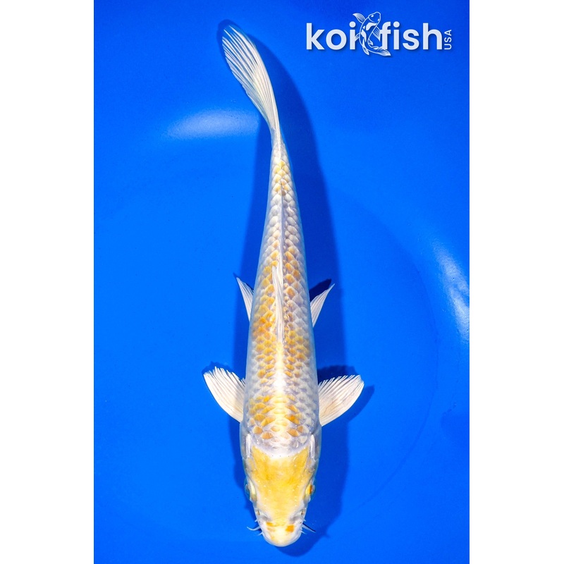 8" HARIWAKE