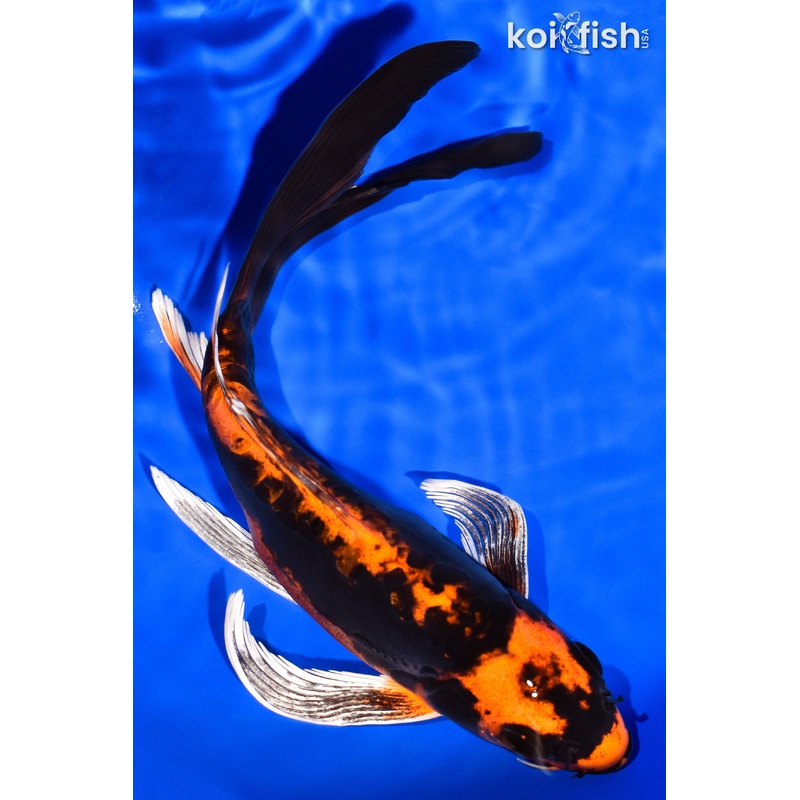 8" KABUTO BUTTERFLY