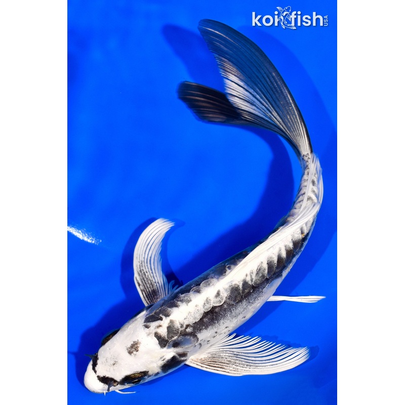 8" KIKOKURYU BUTTERFLY