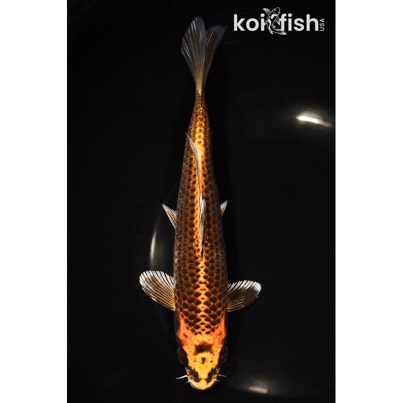 8" ORENJI MATSUBA