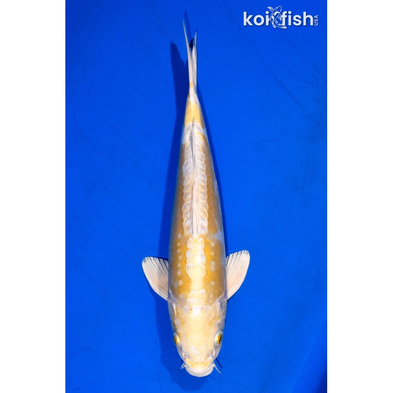 12.5" DOITSU HARIWAKE