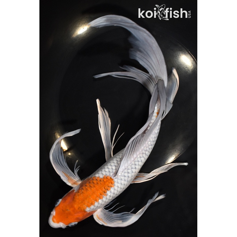 12.5" OCHIBA SHIGURE BUTTERFLY