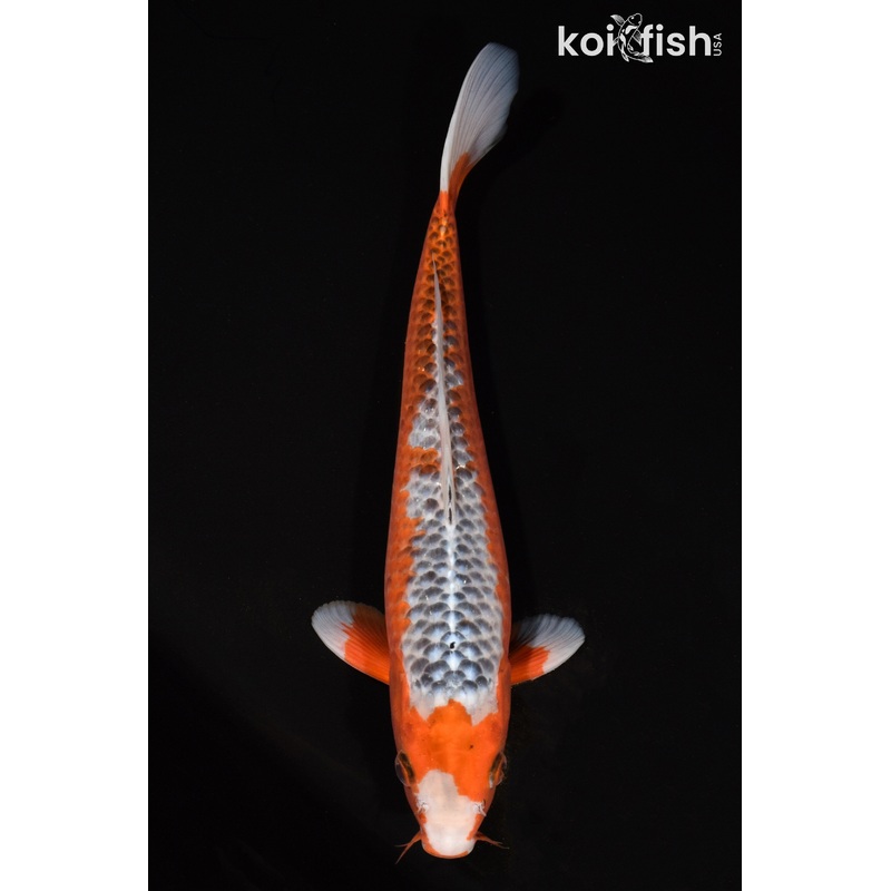 12.75" HI ASAGI