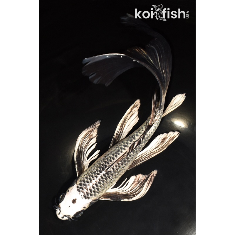 12" GINGA BUTTERFLY