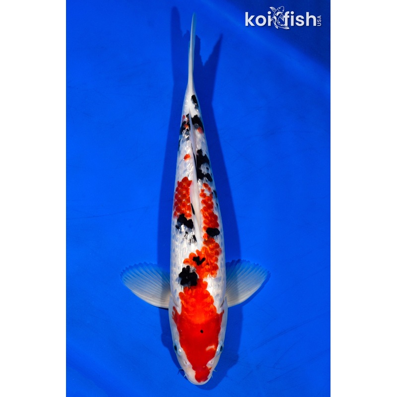 13.75" GINRIN SANKE