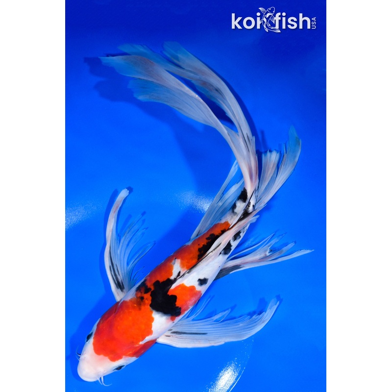 13.75" SANKE BUTTERFLY