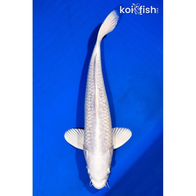 13" PLATINUM OGON