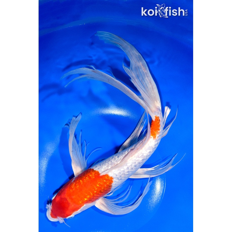 14.25" GINRIN KOHAKU BUTTERFLY