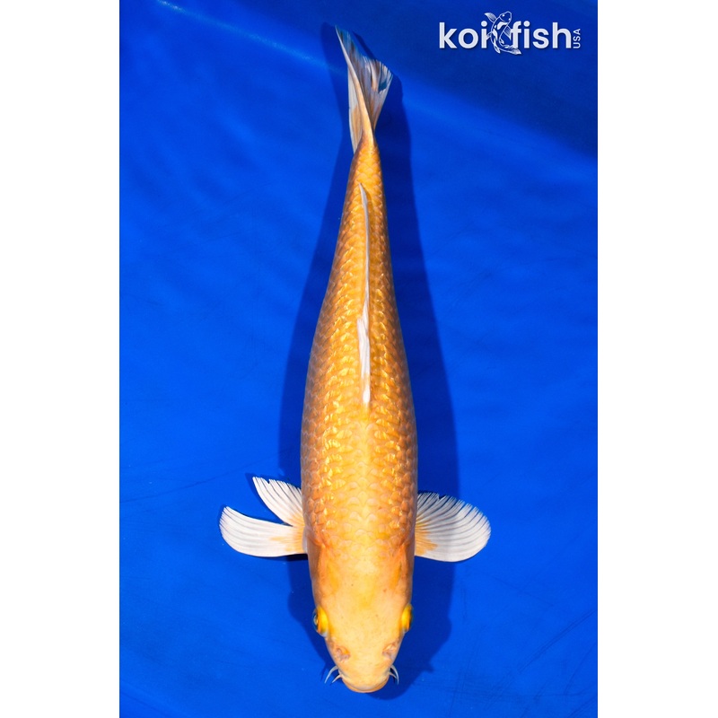 14.25" GINRIN YAMABUKI OGON