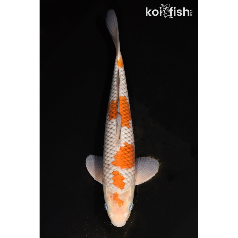 14.25" OCHIBA SHIGURE