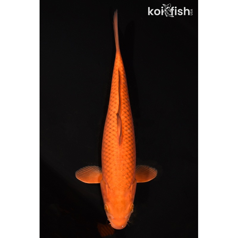 14.75" CHAGOI