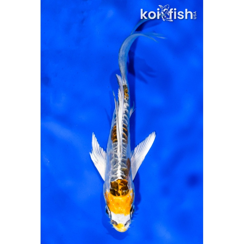 4.5" ARAGOKE KUJAKU BUTTERFLY