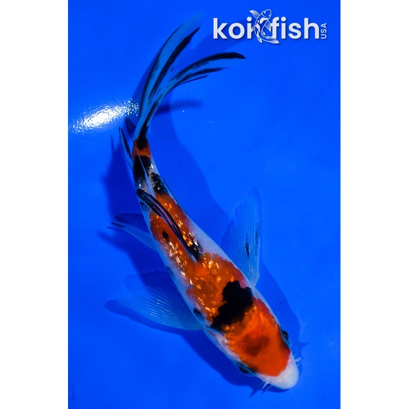 4.5" GINRIN SANKE BUTTERFLY