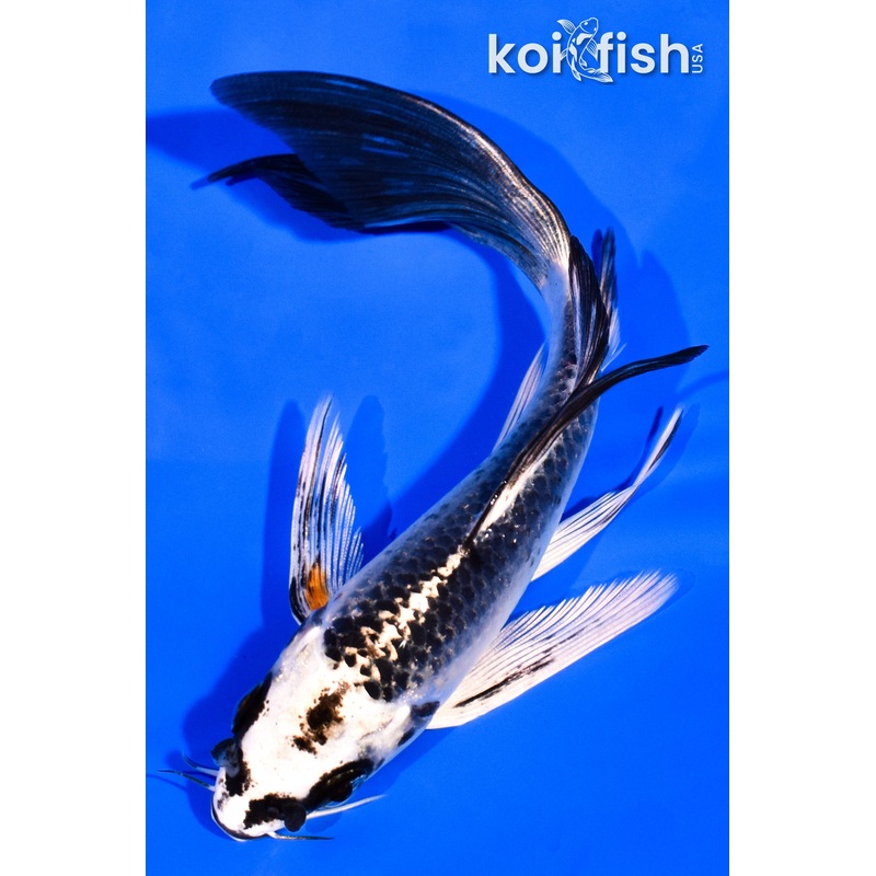 5.75" BENI GINGA BUTTERFLY
