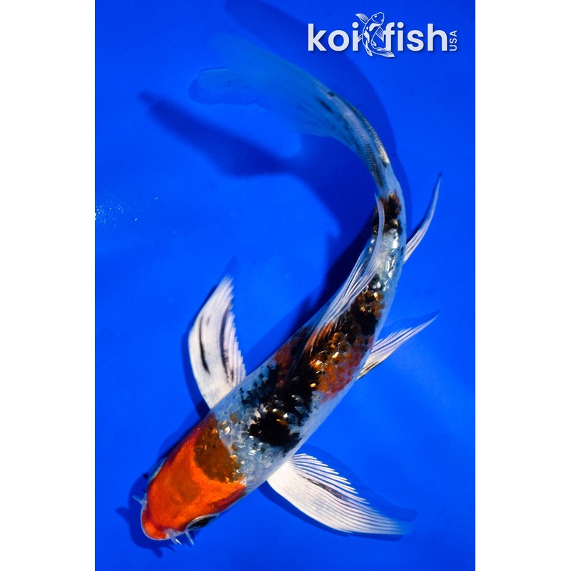 5" GINRIN YAMATO NISHIKI BUTTERFLY