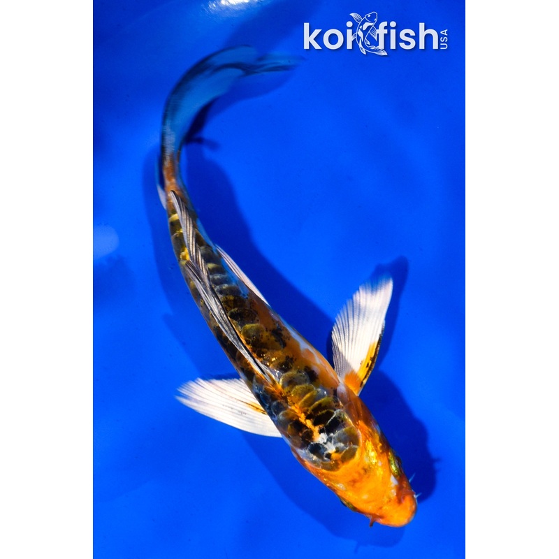 5" HEISEI NISHIKI BUTTERFLY