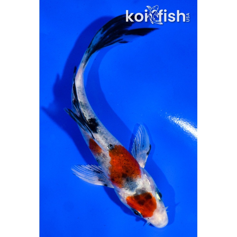 5" MARUTEN YAMATO NISHIKI BUTTERFLY