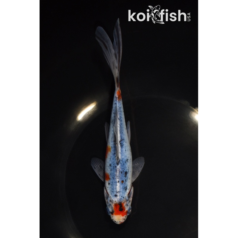 6.75" SHUBUNKIN GOLDFISH