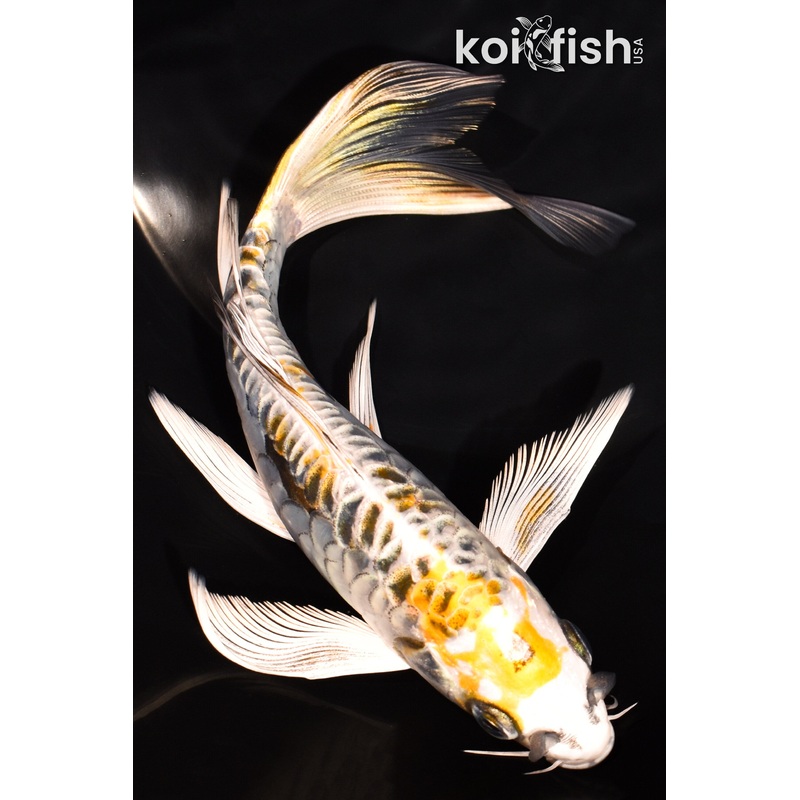 7.25" ARAGOKE KIN KIKOKURYU BUTTERFLY