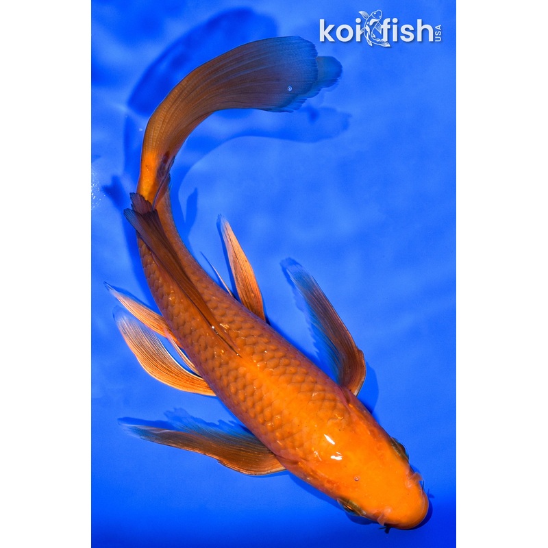 7.25" CHAGOI BUTTERFLY