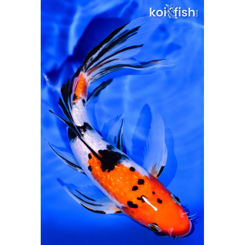 7.25" GINRIN SANKE BUTTERFLY