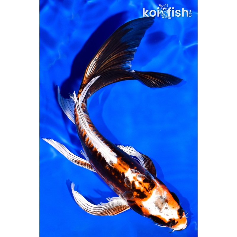 7.5"BENI KIKOKURYU BUTTERFLY