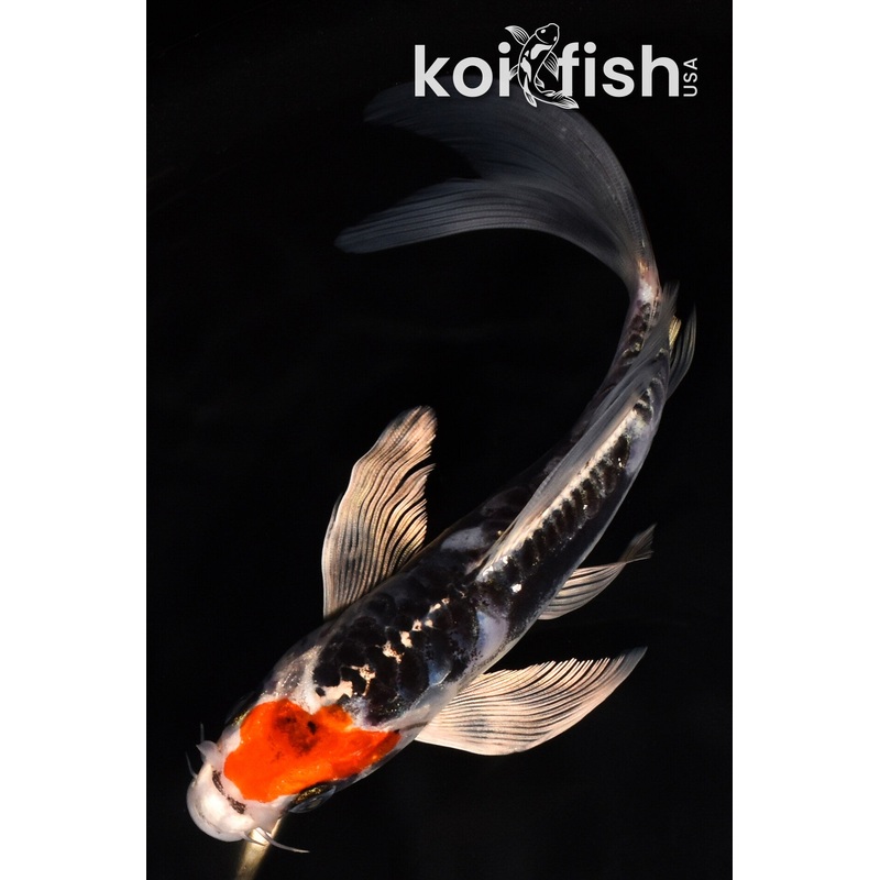 7.5" TANCHO BENI KIKOKURYU BUTTERFLY