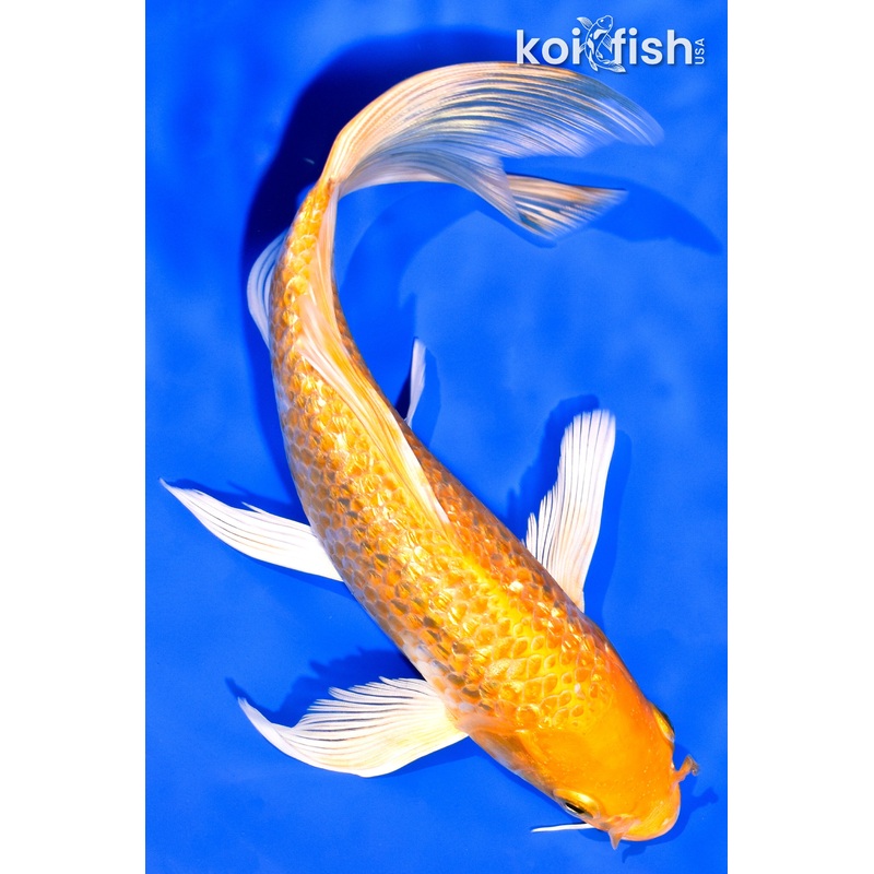7.75" GINRIN YAMABUKI OGON BUTTERFLY