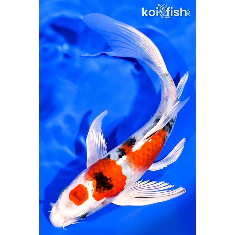 7.75" MARUTEN YAMATO NISHIKI BUTTERFLY