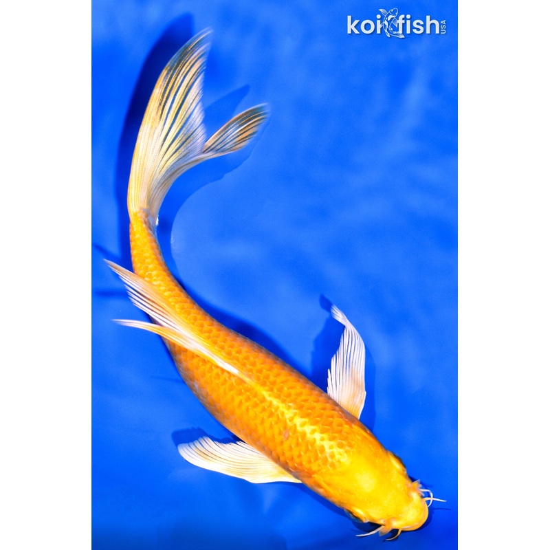 7.75" YAMABUKI OGON BUTTERFLY