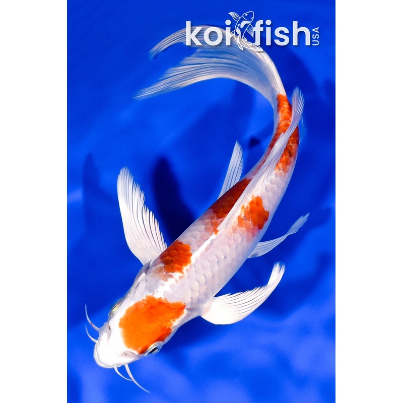 7.75" YONDAN HARIWAKE BUTTERFLY
