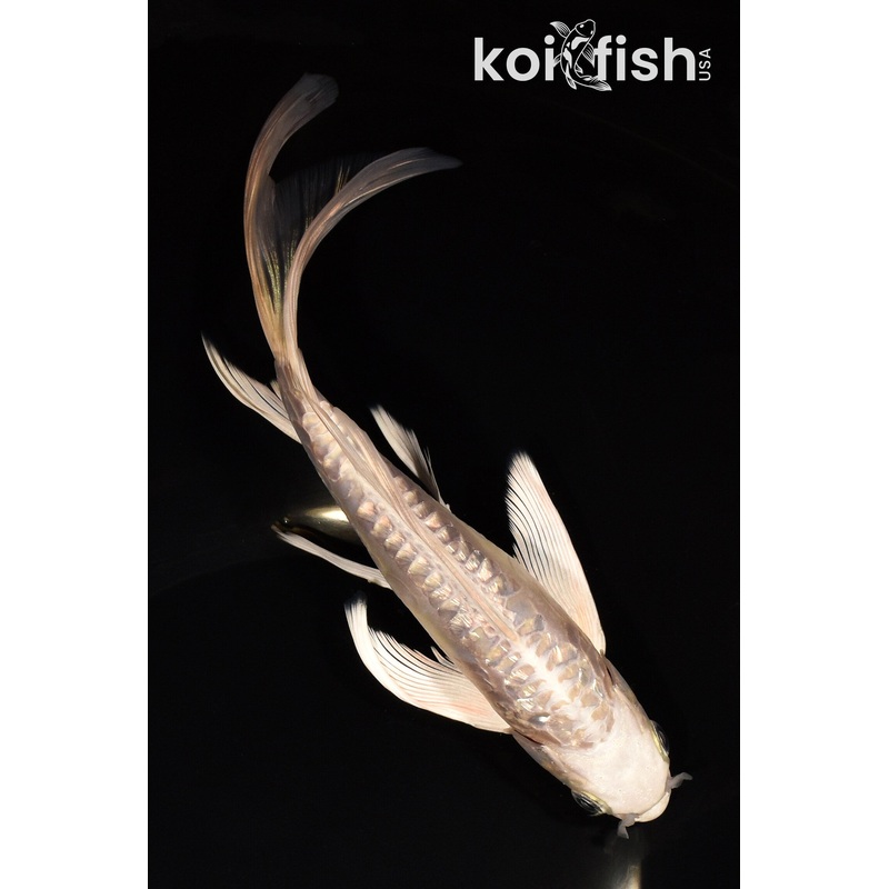 8.25" GINRIN DOITSU PLATINUM OGON BUTTERFLY