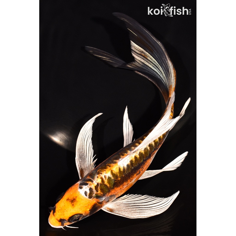 8.25" KIN KIKOKURYU BUTTTERFLY