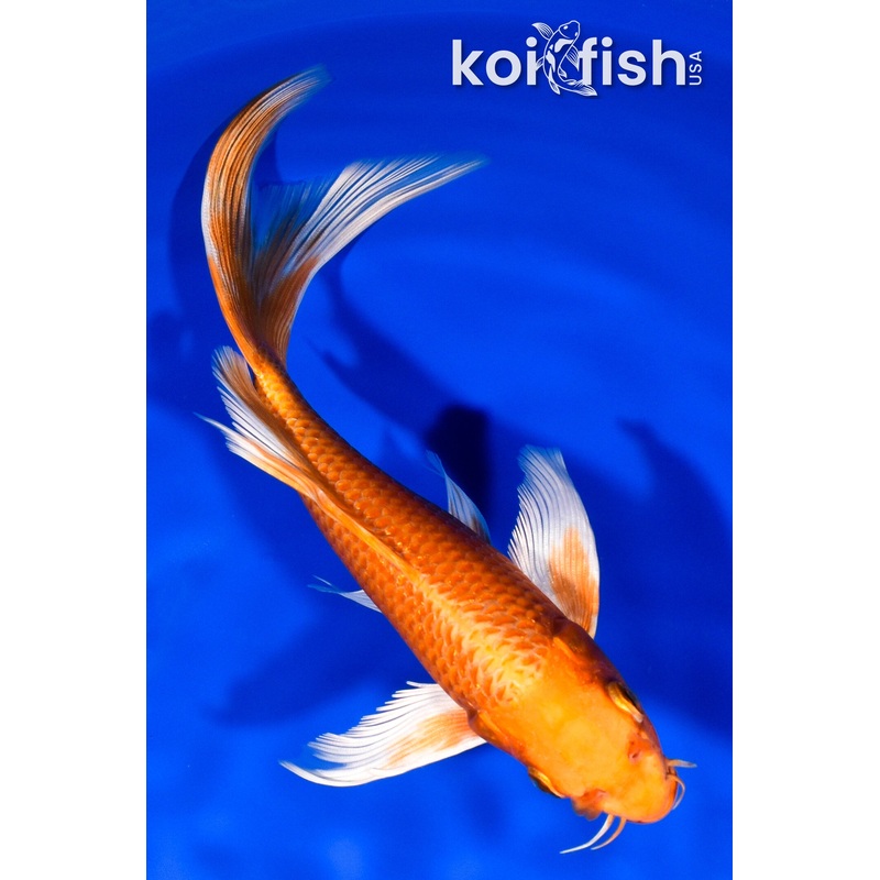 8.25" ORENJI OGON BUTTERFLY