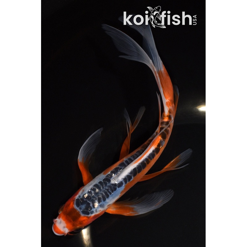 8.5" HI SHUSUI BUTTERFLY