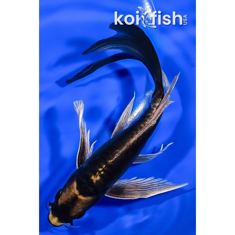 8.5" KABUTO BUTTERFLY