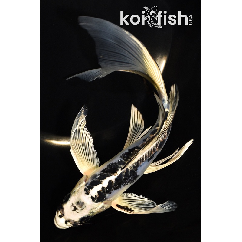 8.5" KIKOKURYU BUTTERFLY