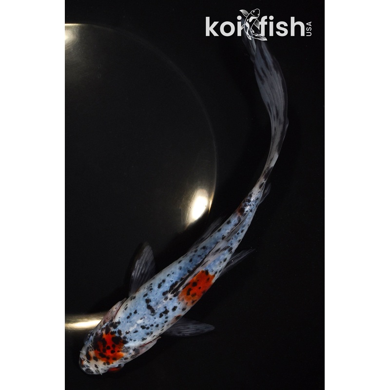 8.75" MARUTEN SHUBUNKIN GOLDFISH