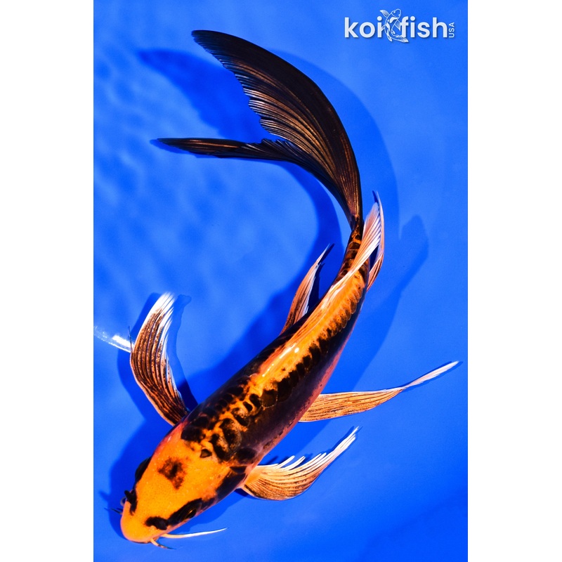 8" DOITSU ORENJI MATSUBA BUTTERFLY
