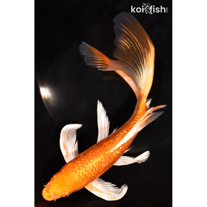 8" GINRIN ORENJI OGON BUTTERFLY
