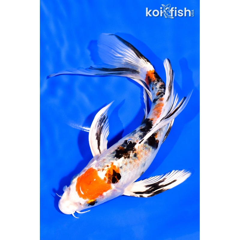 8" YAMATO NISHIKI BUTTERFLY