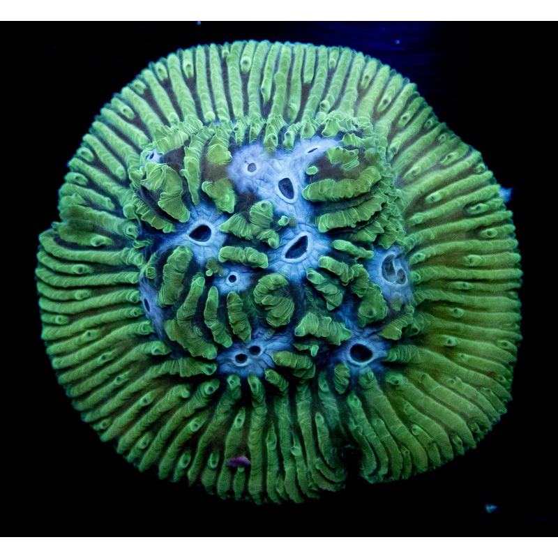Blue Ice Favia