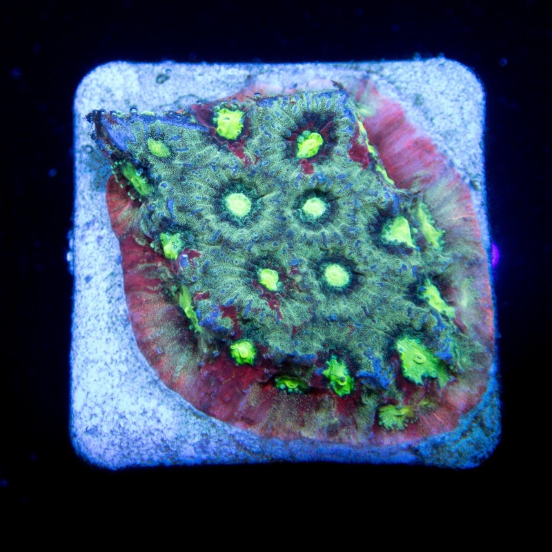 FK Slime Pentagona Favites Frag (FK Signature Coral)