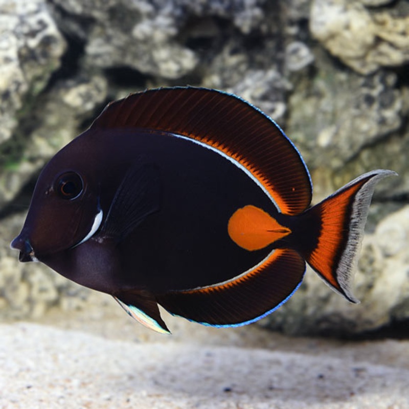 Acanthurus Achilles