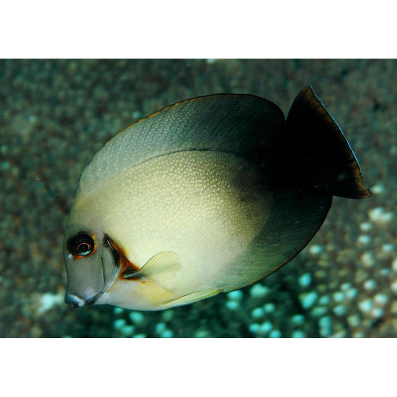 Acanthurus Chronixis - Mimic Tang - Half Black